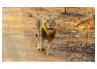 Secure Your Spot with Gir National Park Safari Booking for a Guided Adventure