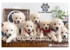 Golden Retriever Puppies Nashville: Quality Bred, Family-Raised Companions