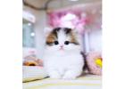 Munchkin cat for sale (Oregon)