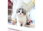 munchkin cat for sale