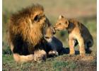 Secure Your Gir National Park Booking Online For Perfect Adventure