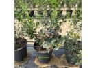 Plastic Berry Grow Pots Wholesale