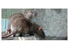 Effective Rat Control Solutions in New Westminster