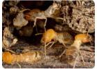 Reliable Termite Pest Control