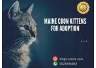 Maine coon kittens for adoption: Lovable Family Companions