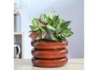 Stylish Pots & Planters to Transform Your Space – Dusaan