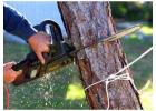 Emergency Tree Removal Parramatta