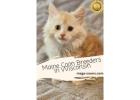 Maine coon kittens for adoption: Adorable, Clever Companions