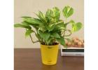 Shop Beautiful Desk Plants Online to Refresh Your Workspace – Dusaan