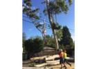 Emergency Tree Service North Shore