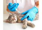 Best Veterinary Injection Manufacturers In India