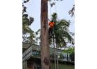 Tree Cutting North Shore