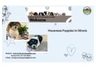 Adorable Havanese Puppies for Sale in Illinois