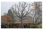 Tree Surgery in Essex | Tree Surgeon in Essex | TreeCology