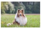 Rough collie Puppies For Sale In Dehradun