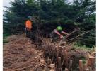 Tree Surgeon, Tree surgery in Stansted – Treecology