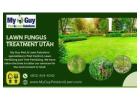 Effective Lawn Fungicide Solutions in Utah – Trust My Guy Pest and Lawn Solutions