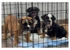 British Bulldog Puppies For Sale In Dehradun