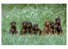 Doberman Pinscher Puppies For Sale In Dehradun