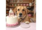 Celebrate Your Pet’s Special Day with the Best Dog Bakery in Rohini!