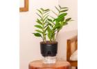 How to Choose the Right Low Maintenance Indoor Plant for Your Home