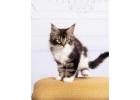 Maine Coon Kittens Wisconsin: Affectionate Kittens in Wisconsin