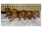 Miniature Pinscher Puppies For Sale In Dehradun