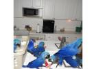 hyacinth-macaw-parrots -for-sal