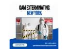 Gam Exterminating New York