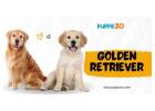 Golden Retriever Puppies for Sale in Bangalore – Puppiezo, A Trustworthy Pet Seller in India