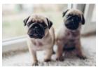 Pug Puppies For Sale In Dehradun