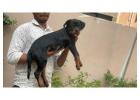 Rottweiler Puppies For Sale In Dehradun