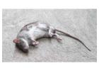 Affordable Dead Animal Removal Adelaide: True Pest Control