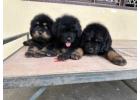 Tibetan Mastiff Puppies For Sale In Dehradun