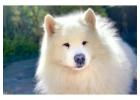 Explore Samoyed Huskies for Sale at Kabeara Samoyeds