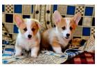 Pembroke Welsh Corgi Puppies For Sale In Surat