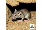 Rodents Invading? Get Expert Mice Control Solutions Today!