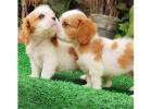 Cavalier King Charles Spaniel Puppies For Sale In Surat