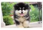 Alaskan Malamute Puppies For Sale In Surat