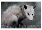 Possum Removal Melbourne – Fast & Safe Service!