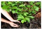 Organic Fertilizer Manufacturer | SSCL