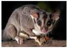 Reliable Possum Removal Brisbane: True Pest Control