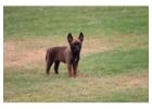 Belgian Malinois Puppies For Sale In Surat