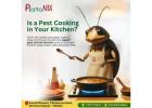 Keep Your Kitchen Pest-Free with Expert Pest Control