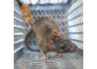 Effective Rat Extermination Services Coquitlam