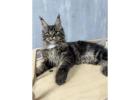 Maine Coon Cats for Sale Wisconsin: Healthy, Affectionate