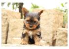 Yorkshire Terrier Puppies For Sale In Surat