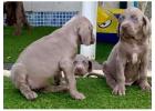 Weimaraner Puppies For Sale In Surat