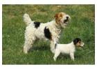 Fox Terrier Wire Puppies For Sale In Surat