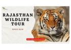 Rajasthan Wildlife Tour: A Thrilling Safari Experience